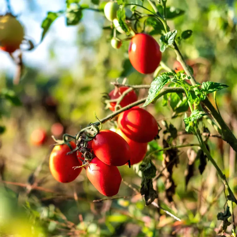 pianta pomorodi tradizionali regionali